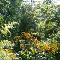 Ligularia dentata